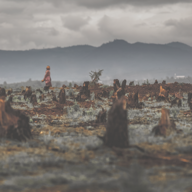 A poignant scene showing a figure walking through a desolate landscape filled with tree stumps and sparse vegetation, under a gloomy sky, illustrating the bleak aftermath of extensive deforestation.